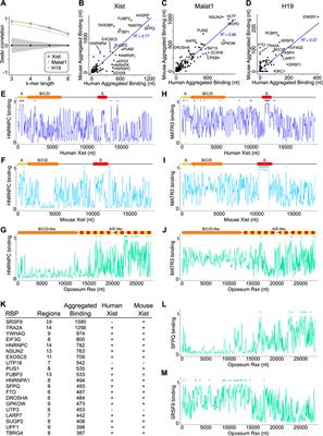 Predicting conserved functional interactions for long noncoding RNAs via deep learning